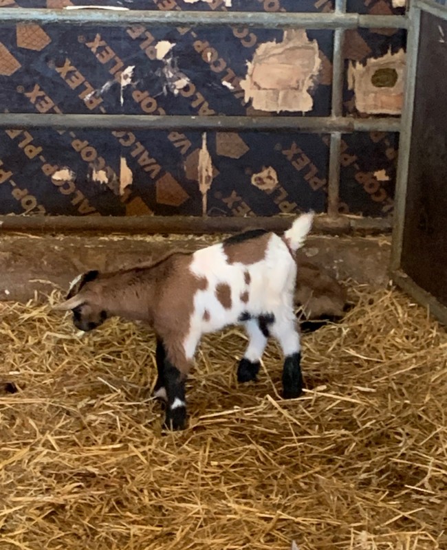 Nouveaux horaires pour la période estivale d'avril à fin décembre 2024 à Bosguérard de Marcouville !